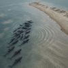 Aerial view of a pod of pilot whales crowded in shallow water beside a sandy spit, following one another toward the shore — illustrating mass cetacean strandings.