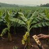 Why Is the Cavendish Banana Dying? One Clone, One Disease Uniform Cavendish banana plants in a humid plantation, with one subtly wilted plant in the foreground; the monoculture illustrates vulnerability to Panama disease Tropical Race 4.