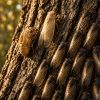 Why Do Cicadas Count in Prime Numbers? Dozens of red-eyed periodical cicadas with translucent wings cling to a tree trunk in an eastern North American forest at golden hour, one newly molted adult drying its wings beside a discarded nymph shell.