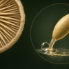 How Do Mushrooms Fire Spores Without Muscles? Conceptual natural-history illustration of the underside of a gilled mushroom alongside a magnified elongated fungal spore on a tiny supporting stalk, with a rounded Buller’s drop and a flattened water droplet illustrating the surface-tension launch mechanism.