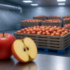 How Do Apples Stay Crisp Months After Harvest? Red and yellow apples, including a cut apple in the foreground, stand before bins of harvested apples inside a cool, sealed storage warehouse with ventilation ducts and atmospheric monitoring equipment.