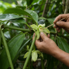 Why Does Vanilla Need a Human Hand? Illustration of a farmer using a slender wooden pick to hand-pollinate a pale green vanilla orchid, surrounded by glossy vine leaves and developing green vanilla capsules in a shaded tropical garden.