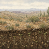 Why Don’t All Desert Seeds Wake Up When It Rains? Conceptual illustration of a Sonoran Desert hillside after rain, with scattered seedlings above a cutaway of soil containing dormant seeds and a few germinating seeds with roots. Seeds are enlarged to make the hidden seed bank visible; saguaros and mountains stand in the background.