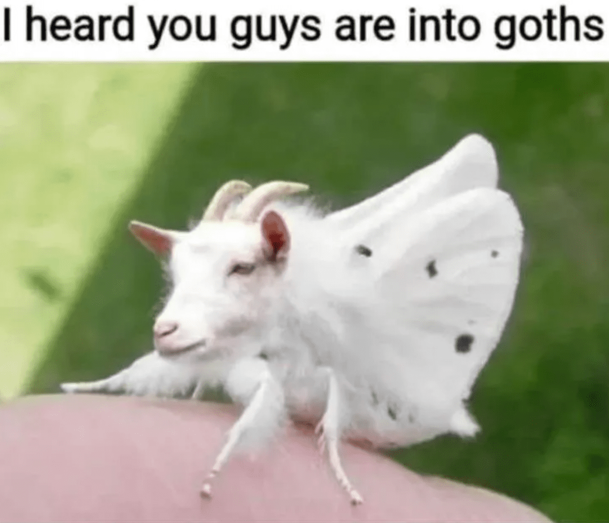 Screenshot-2025-01-11-074105