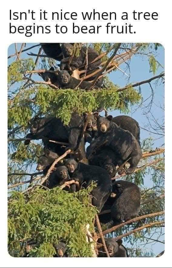 bear fruit
