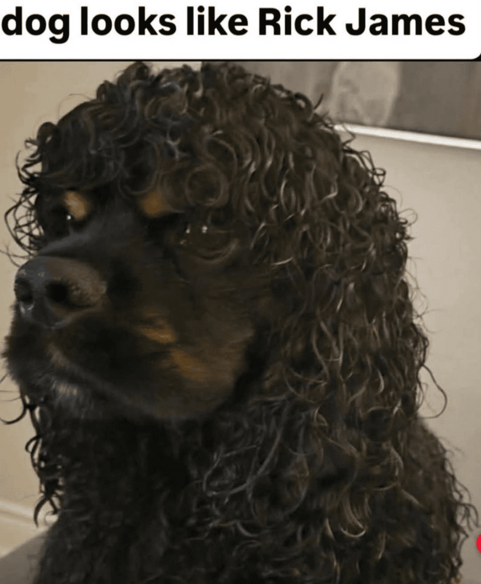 rick james bitch