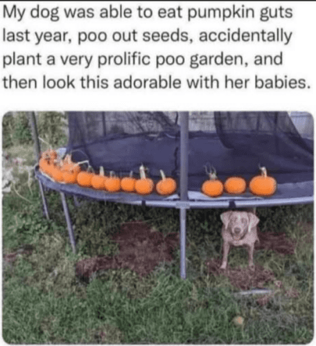 pumpkin poo